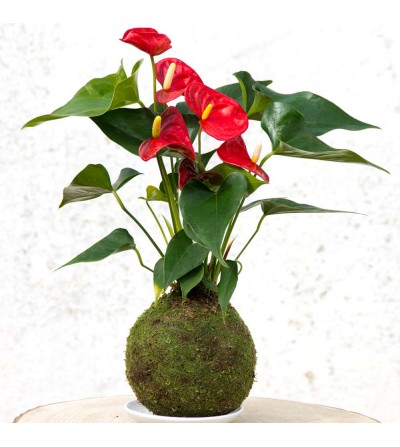 Anthurium Kokedama