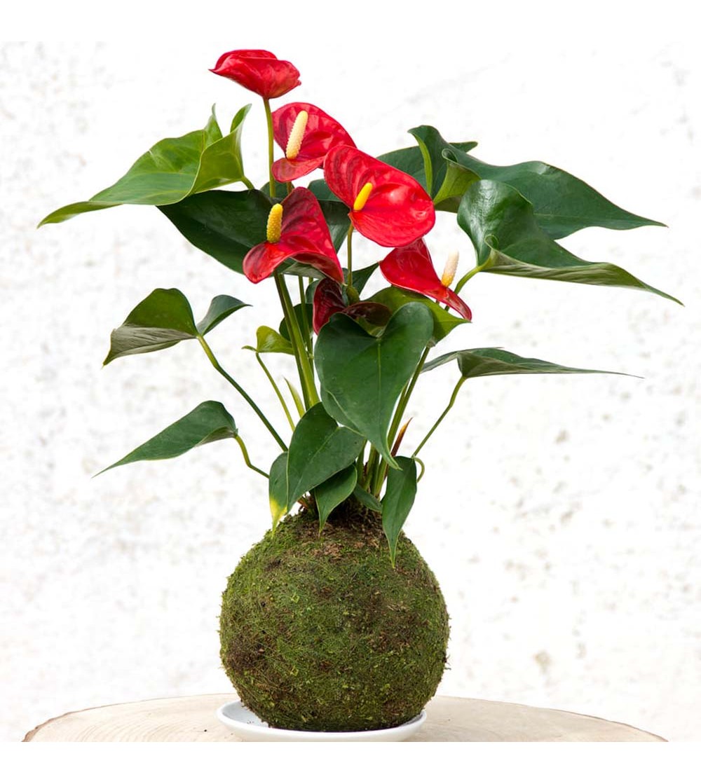 Anthurium Kokedama