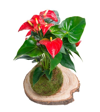 Kokedama Anturio rojo