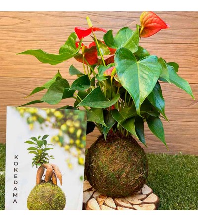 Kokedama Anturio rojo