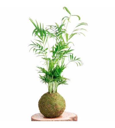 Palmera Kokedama