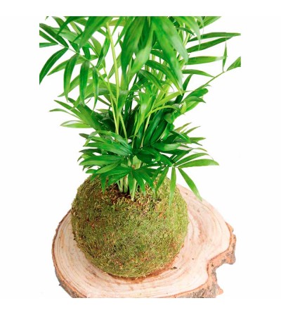 Kokedama Palm Tree