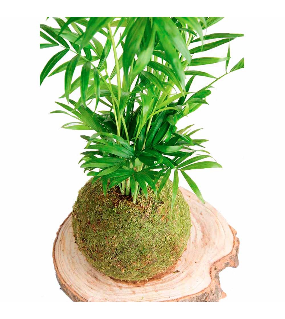 Kokedama Palmera