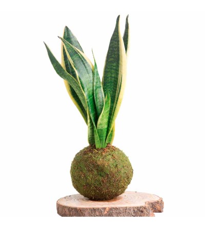 Bogenhanf Kokedama