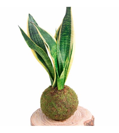 Kokedama Sansevieria Planta