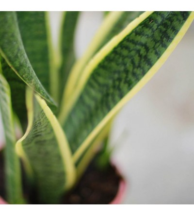 Sansevieria Laurentii Planta