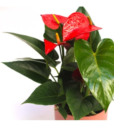 Anthurium Rosso