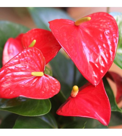 Anturio Rojo planta