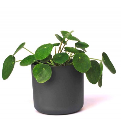 Pilea