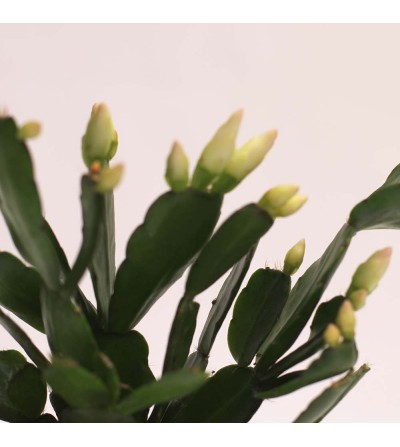 Cultiver le cactus de Noël - Blog Promesse de fleurs