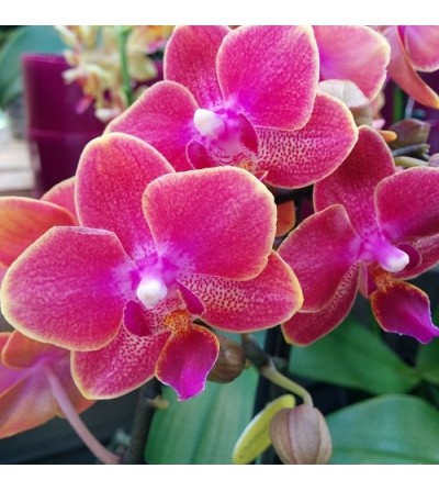 Vertikaler Blumentopf mit Orchideen