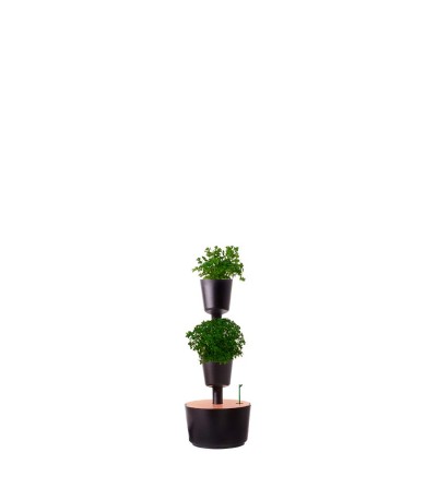 Vertical planter with aromatic plants