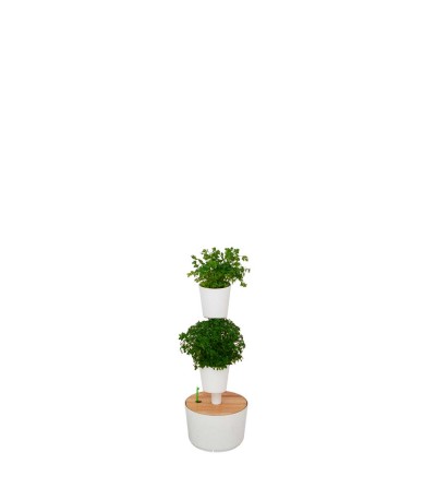 Vertical planter with aromatic plants