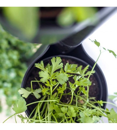 Herbs indoor garden