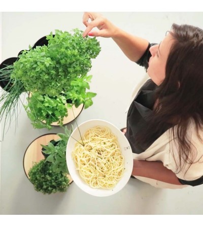 Vertical planter with aromatic plants