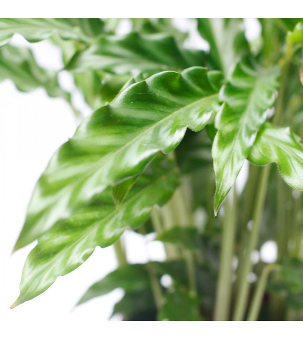 Calathea Surprise Star Pianta per Interni di Casa o Ufficio (25-35 cm