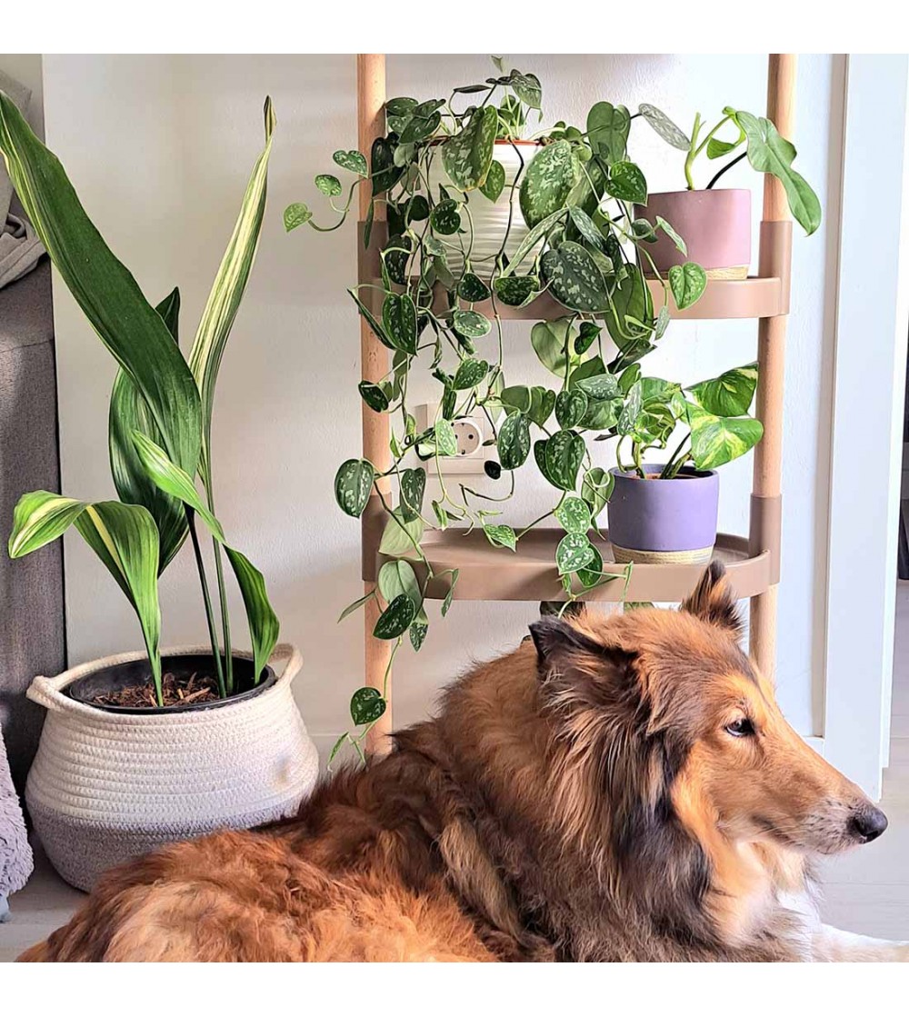 Plant shelves with selfwatering CitySens