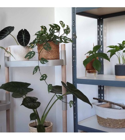 étagère pour plantes avec 4 plateaux
