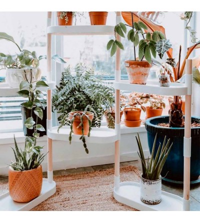 Shelving with air purifying plants