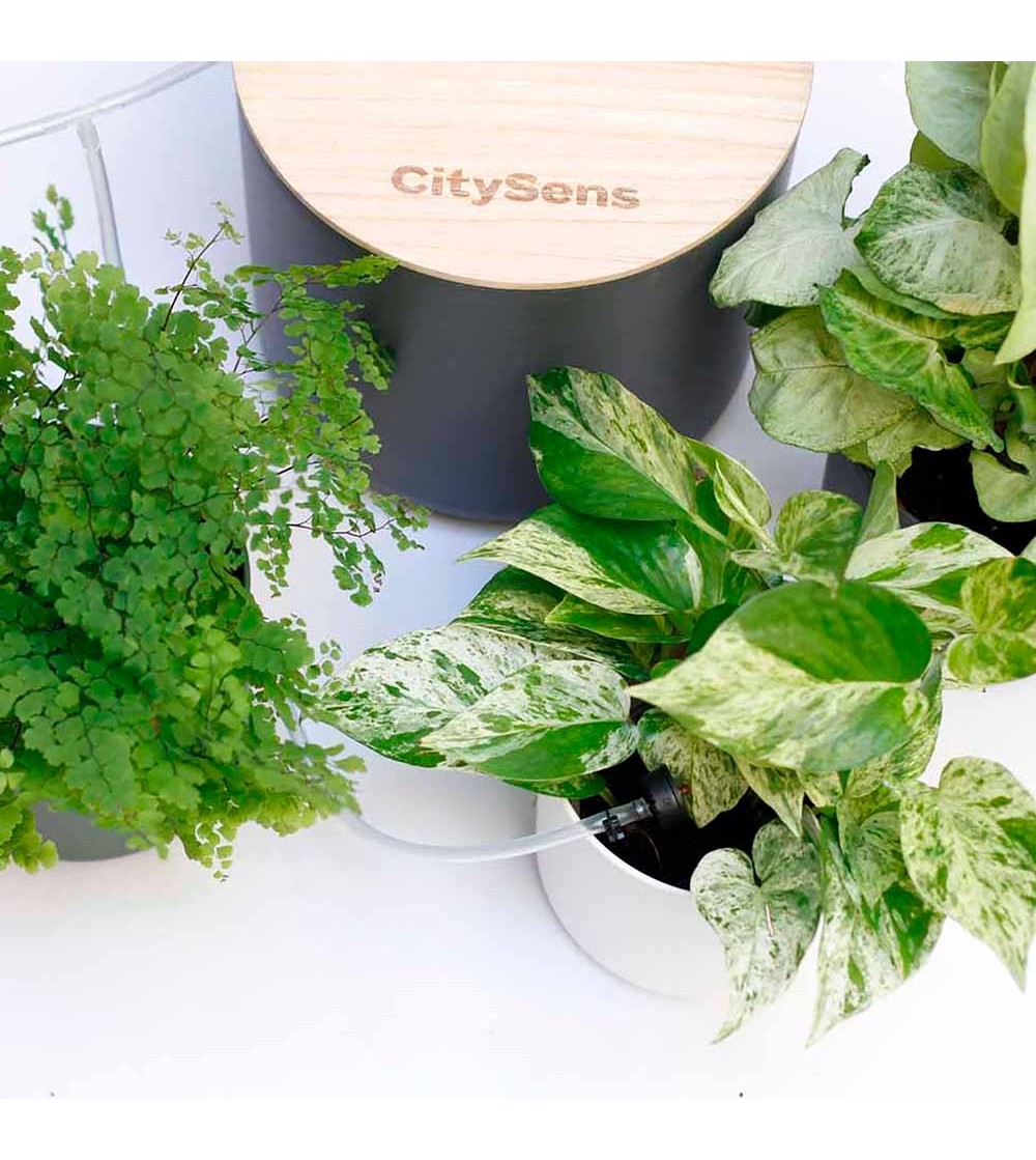 Arrosage goutte à goutte smart pour plantes d'intérieur