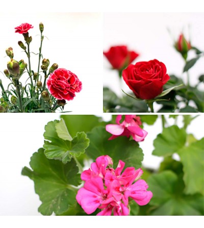 Pack de 3 plantes especial Primavera