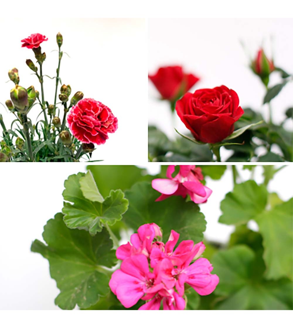 Pack de 3 plantas especial Primavera