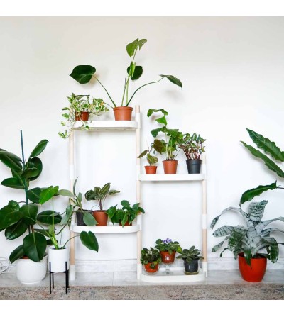 self-watering plant shelves