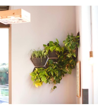 hanging planters