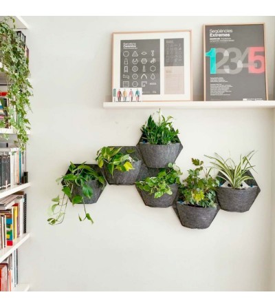 Macetas de pared con plantas purificadoras del aire