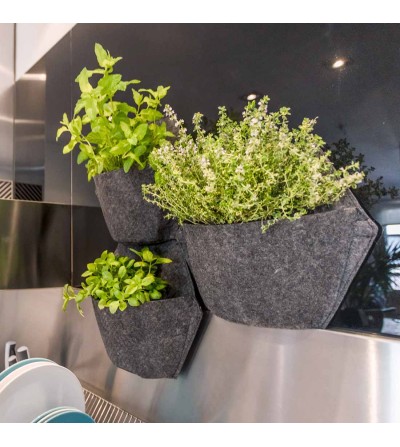 pots muraux avec plantes aromatiques