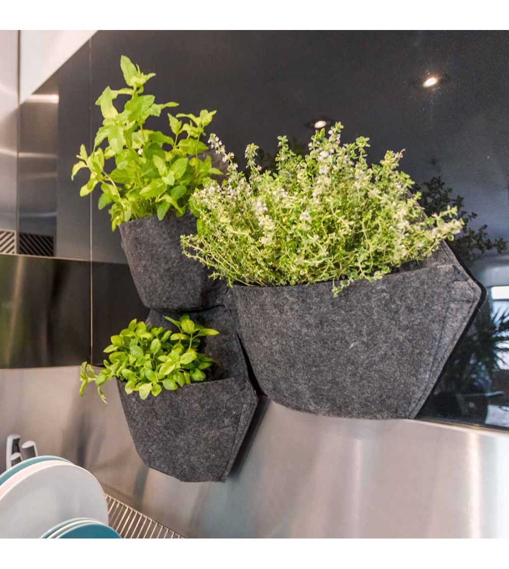 pots muraux avec plantes aromatiques