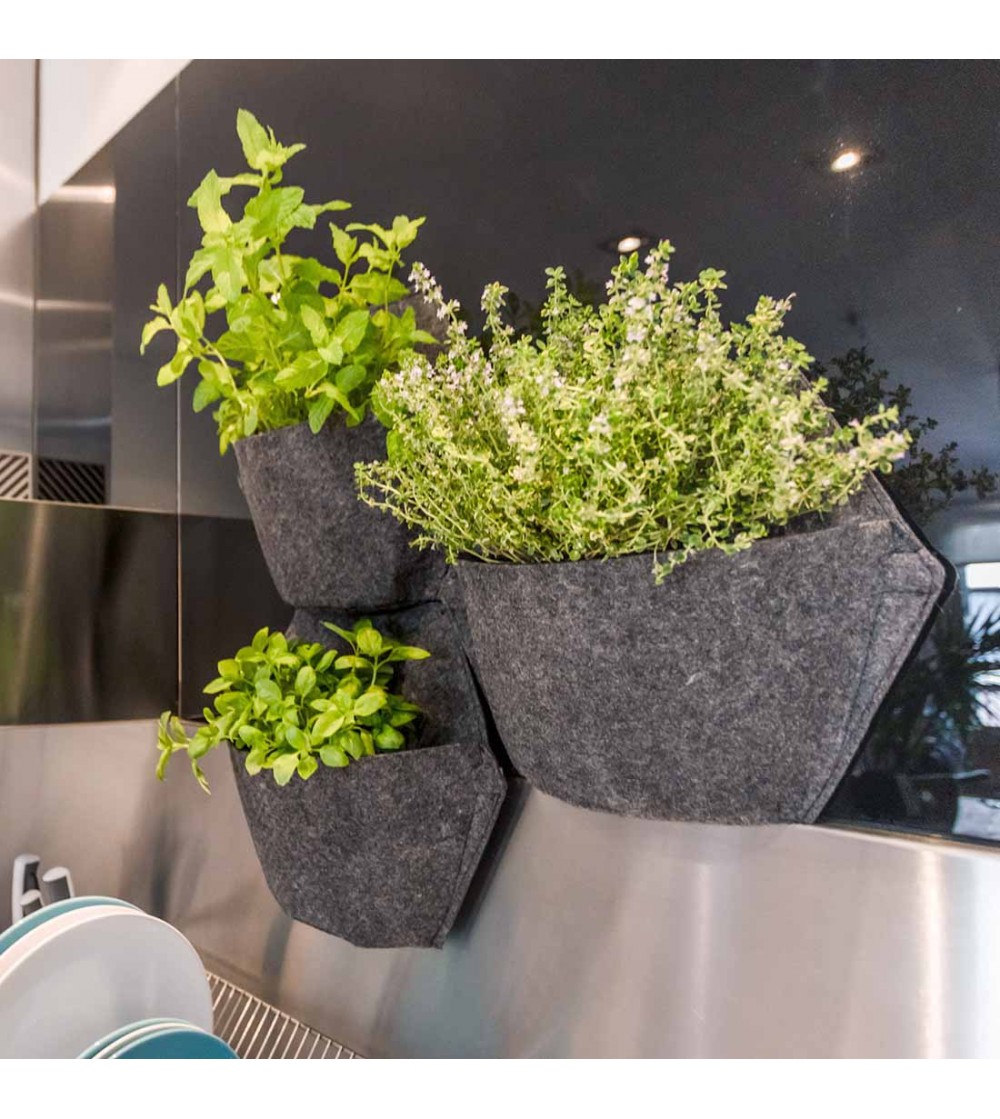 wall planter with herbs