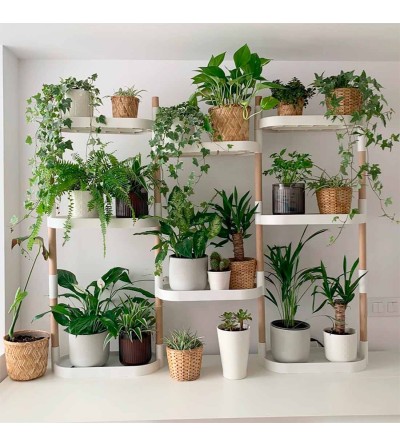 Estantería modular con plantas purificadoras del aire