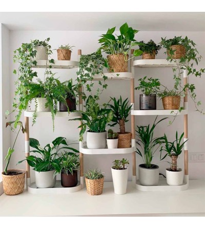 Modular shelving with air purifying plants