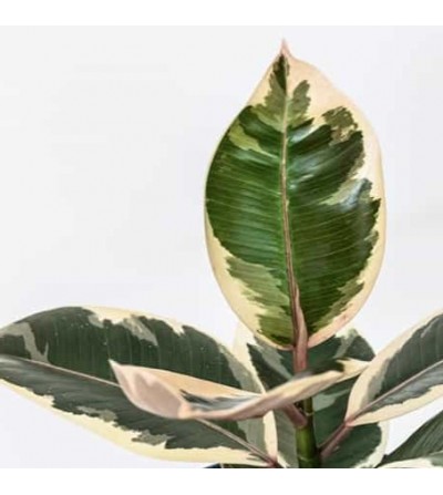 Ficus Elastica Variegata