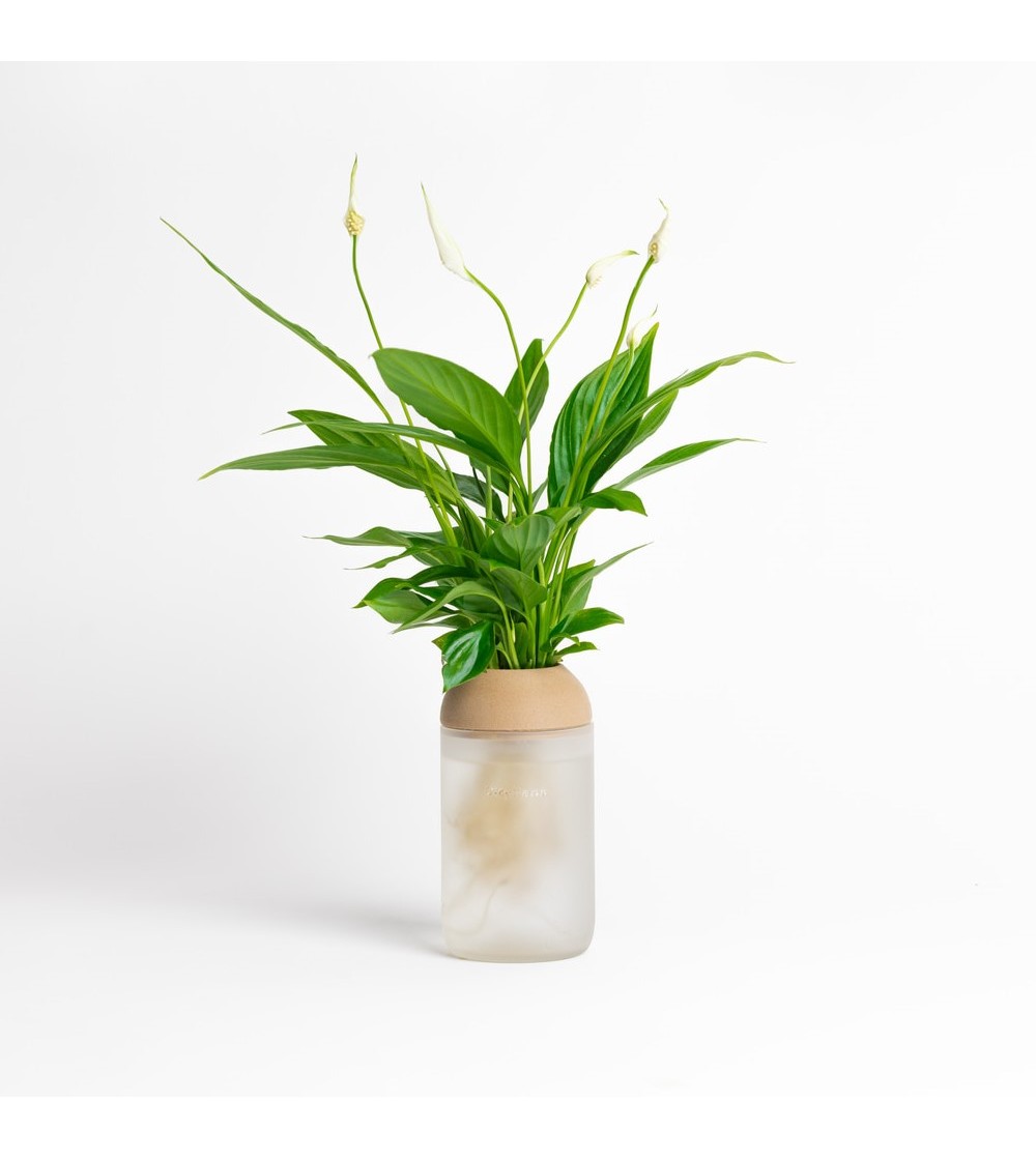 Pot Transparent Hydroponique : décorez le bureau avec des plantes | CitySens