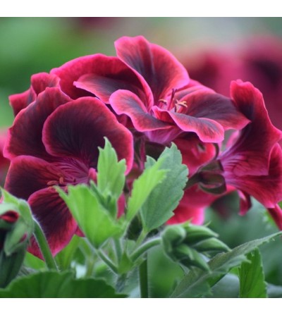 Pack of 3 grandiflora geranium