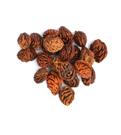 Huesos de melocotón hidroponía