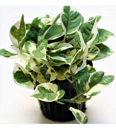 Pothos N'joy