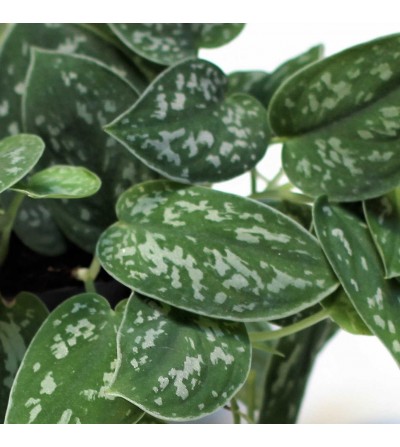 Pothos Pictus