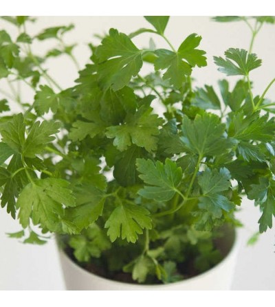 buy parsley online