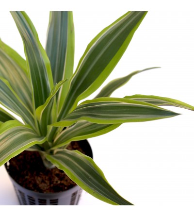 Lime al limone Dracena