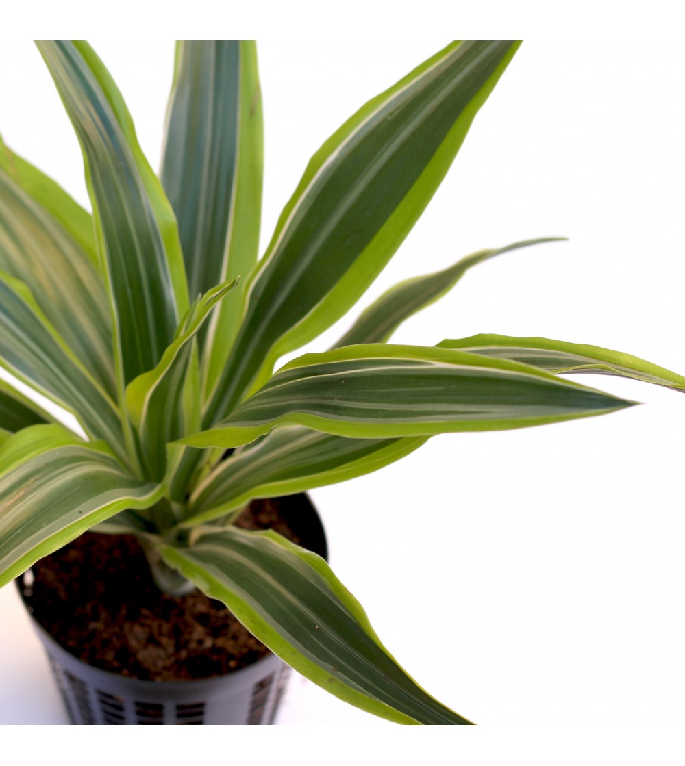 Dracaena Lemon Lime