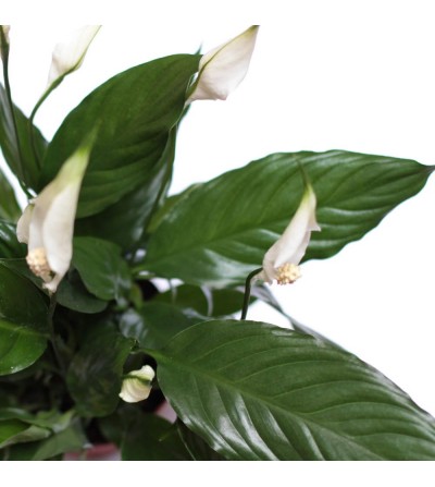 Spathiphyllum