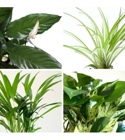 Lot de 4 plantes Purificatrices d'air