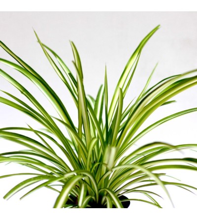 Spider Plant, Spider Plant - Variegatum