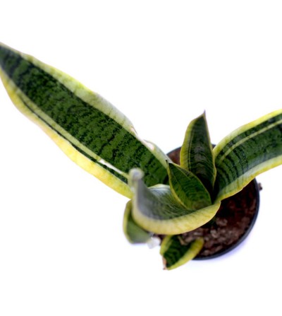 Sansevieria