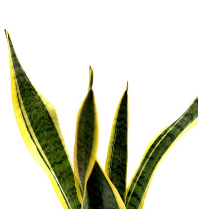 Sansevieria