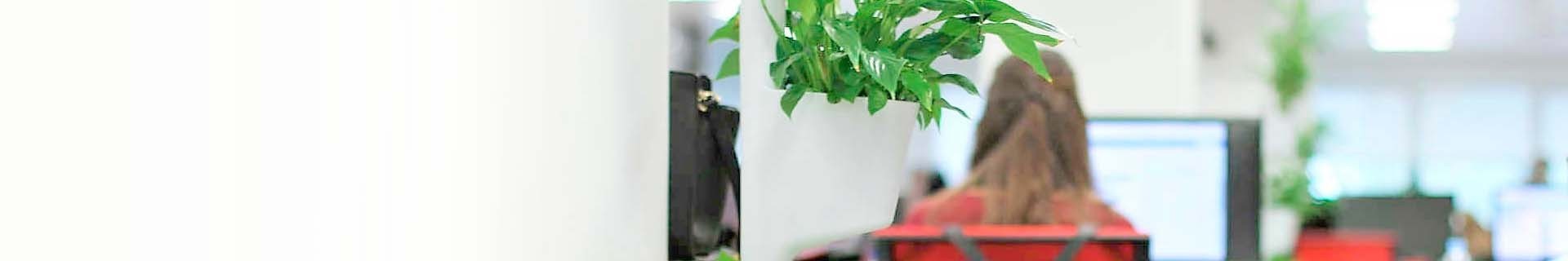 Jardines verticales Citysens con plantas para oficinas y despachos