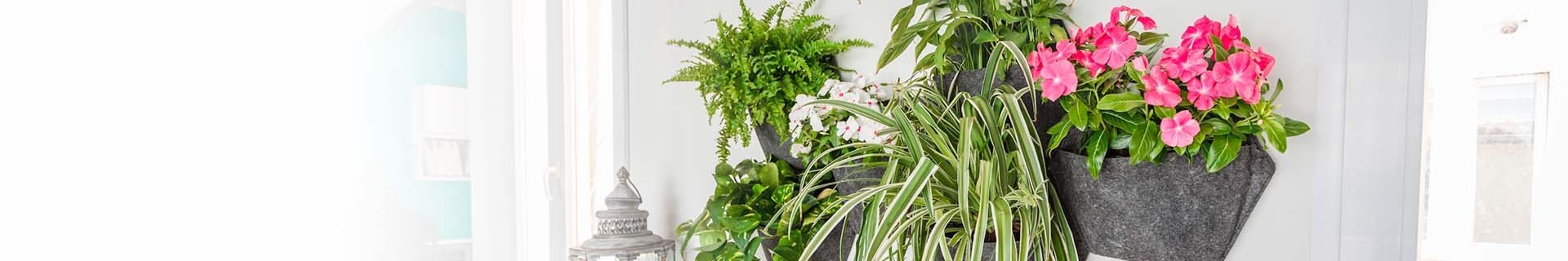 Vasi da parete per piante da Interno o da esterno | CitySens 